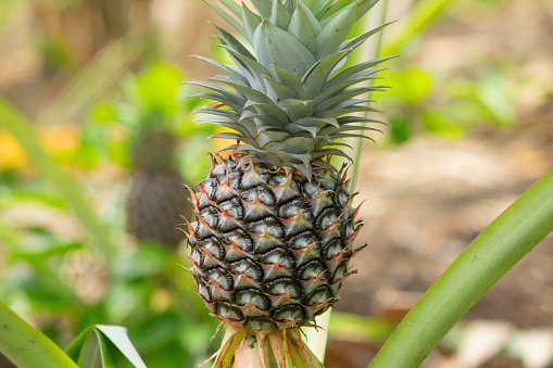 tree with young pineapples isolated on blur background