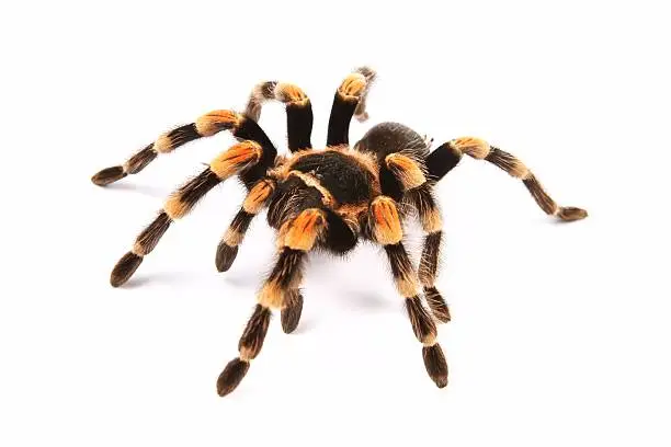 Mexican redknee tarantula (Brachypelma smithi), spider female