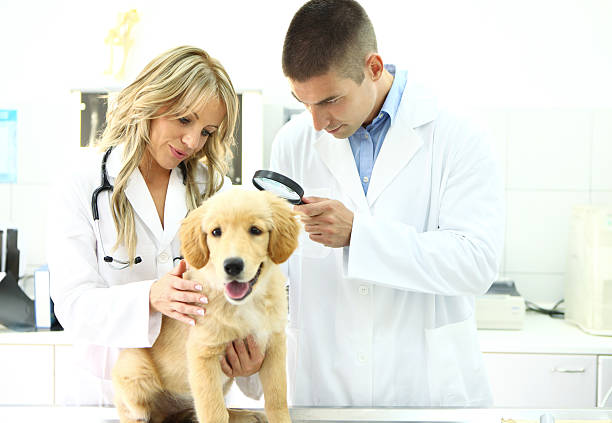 istock Vets examining a puppy 181859377