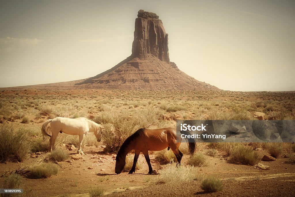 Cavalos que pastam na vida selvagem do sudoeste americano - Foto de stock de Alimentar royalty-free