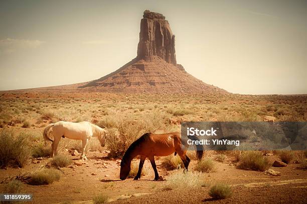 Foto de Cavalos Que Pastam Na Vida Selvagem Do Sudoeste Americano e mais fotos de stock de Alimentar