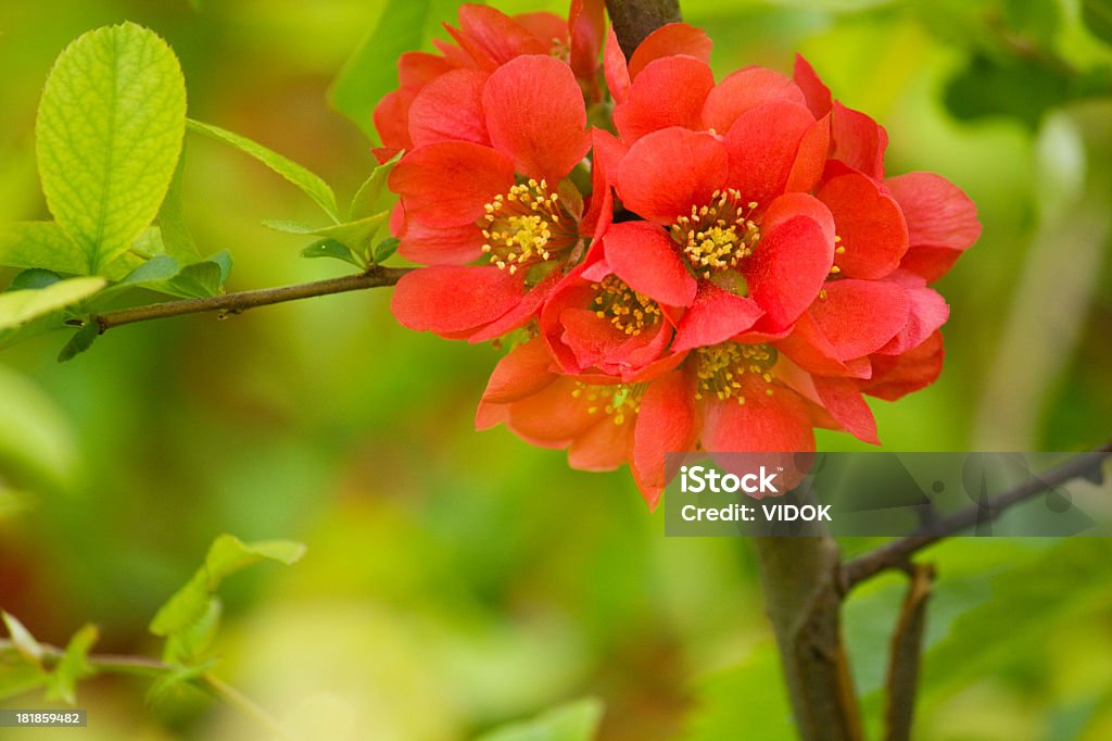 Chaenomeles maulei. - Foto de stock de Arbusto royalty-free