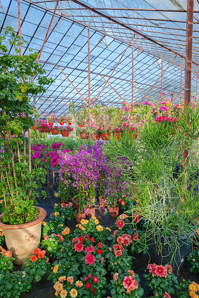 istock Flowers In the Greenhouse 181859501
