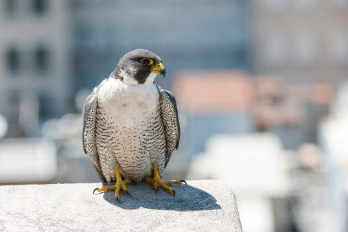 Peregrine Falcon on a building ledge in the city.