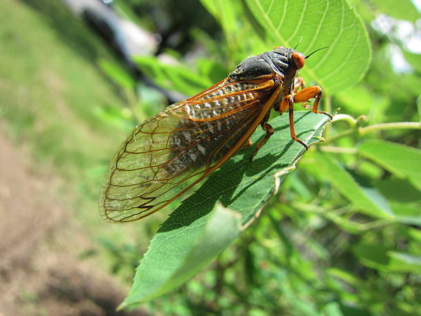 istock Seventeen Year Cicada in Staten Island NYC 181859636
