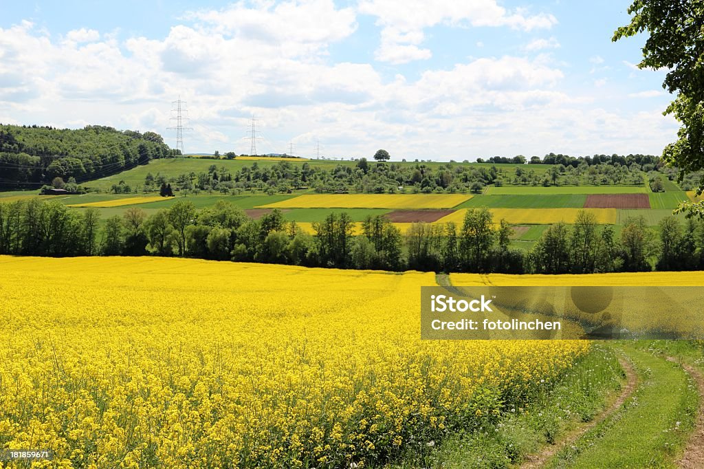 Raps field - Lizenzfrei Agrarland Stock-Foto