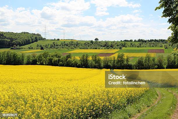 Raps Field Stockfoto und mehr Bilder von Agrarland - Agrarland, Baden-Württemberg, Blüte