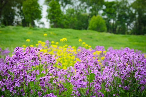 Summer flowers in a country meadow