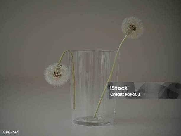 Photo libre de droit de La Vie Et La Mort De Pissenlit banque d'images et plus d'images libres de droit de Aigrette de pissenlit - Aigrette de pissenlit, Beauté de la nature, Blanc