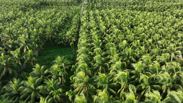 Aerial footage of king coconut fruits grow on tree