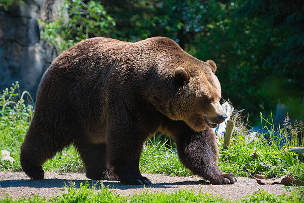 istock Bear walking around in a zoo 181859799