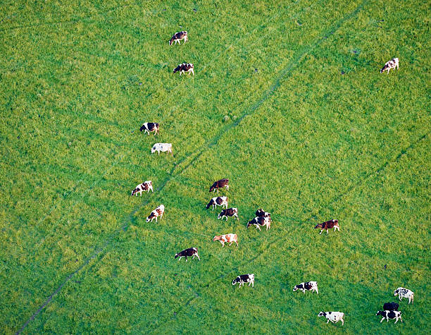 widok z lotu ptaka na krowy paść się w trawie pola - paść zdjęcia i obrazy z banku zdjęć