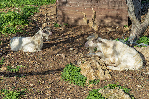 Girgentana goat (Capra aegagrus hircus), Valley of the Temples, Agrigento, Sicily, Italy.