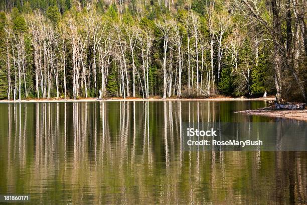 Glacier Park Odbicia - zdjęcia stockowe i więcej obrazów Bez ludzi - Bez ludzi, Drzewo, Fotografika