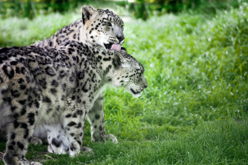 Affectionate pair of snow leopards on a green grass background. Focus on male leopard (the one on the back)