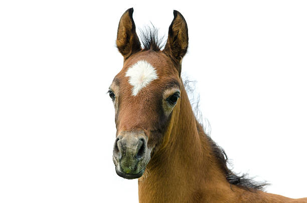 istock Asil Arabian foal - isolated on white 181860353