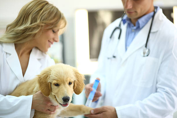 istock Vets giving puppy vaccine. 181860420
