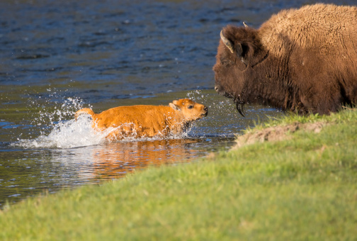 Bison from Yellowstone National Park. 