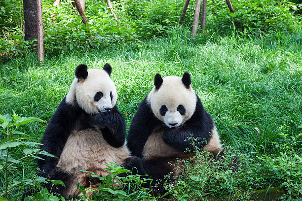 deux superbes pandas jouant ensemble-chengdu, la province de sichuan, en chine - panda outdoors horizontal chengdu photos et images de collection