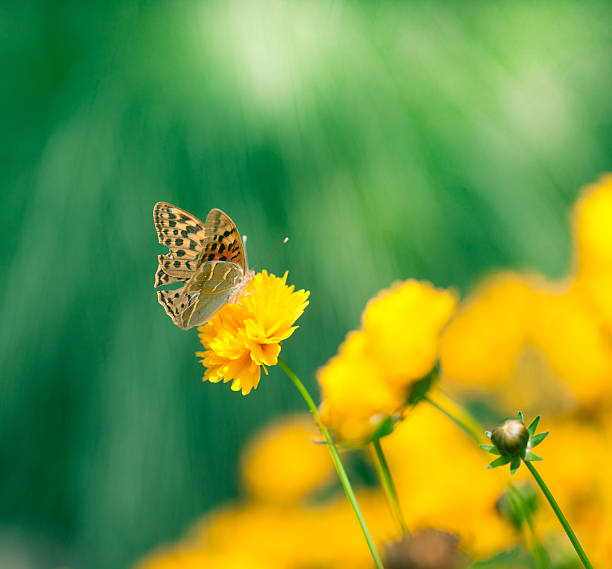 istock Butterfly on daisy flower, close-up 181860604