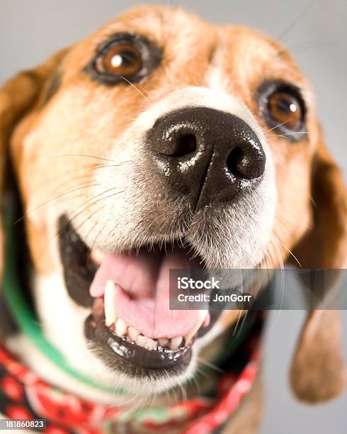 Ritratto Di Macro Di Cane Beagle Con Linguetta Denti E Angolo Di Punta - Fotografie stock e altre immagini di Allegro