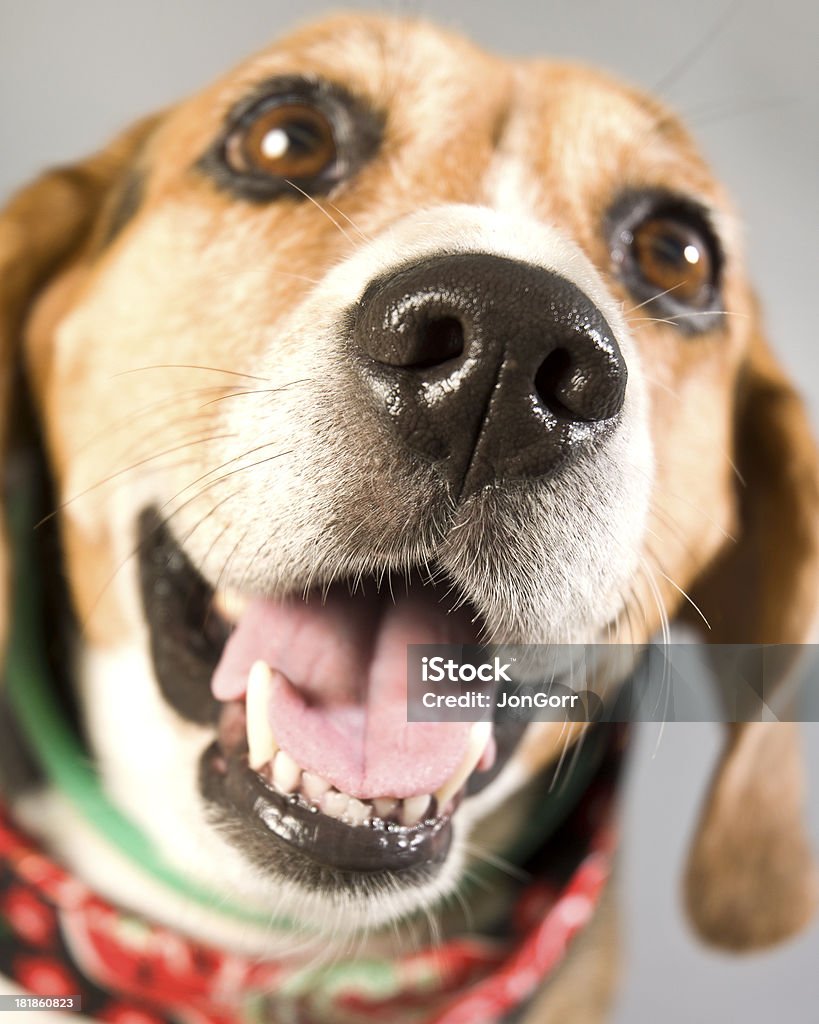 ビーグル犬のマクロポートレート、舌の歯と「Wet （ウェット）」の鼻 - イヌ科のロイヤリティフリーストックフォト