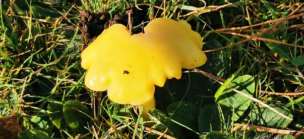 Meadow mushroom.