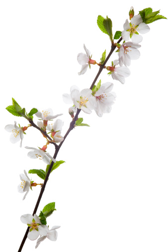 Flowering almond  branch