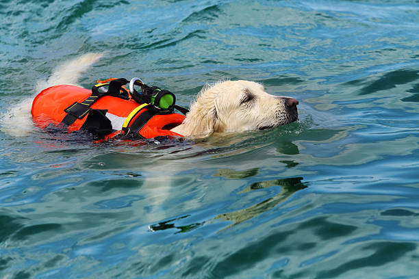 Lifeguard dog Labrador retreiver with life jacket ready to rescue from the water.Other images in: search and rescue dog photos stock pictures, royalty-free photos & images