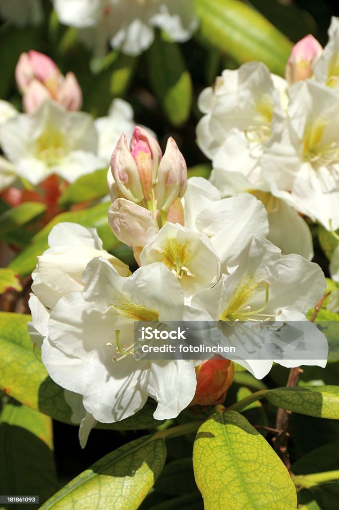 Rhododendron Weiß - Lizenzfrei Baumblüte Stock-Foto