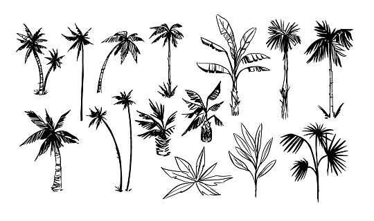 istock Palm tree sketches set. Tropical plants. Hand drawn illustrations converted to vector. 1818611079