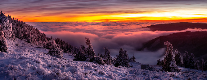 Scenic landscape with spruce trees covered with rime after sunset, view from a mounatin range to the valley filled with fog and low clouds during temperature inversion. Jeseniky.Czech republic.