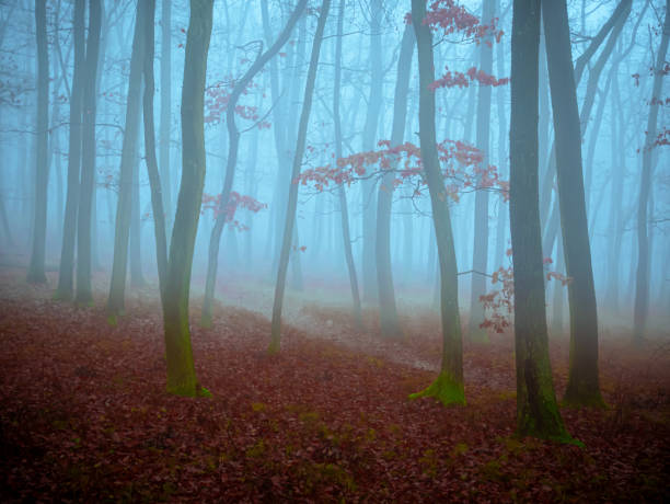 istock Mysterious foggy forest 1818612124