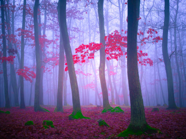 istock Mysterious foggy forest 1818612648