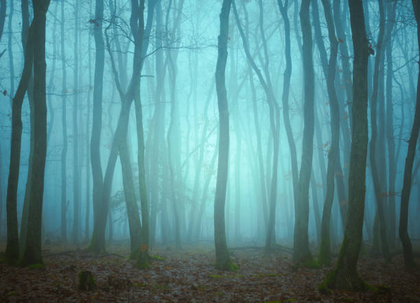 istock Mysterious foggy forest 1818612681