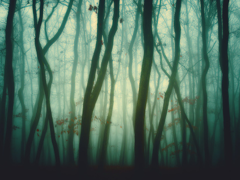 Mysterious foggy forest, oak trees, foliage, leafs,fog,tree trunks, gloomy landscape. Eastern Europe.