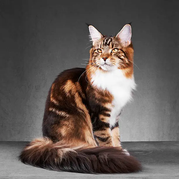 Photo of Maine Coon Cat