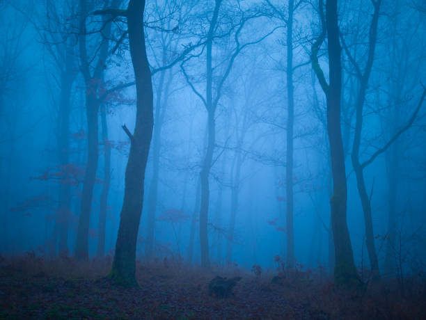 istock Mysterious foggy forest 1818613726