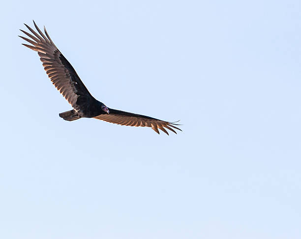 istock Fliyng Vulture in Everglades 181861432