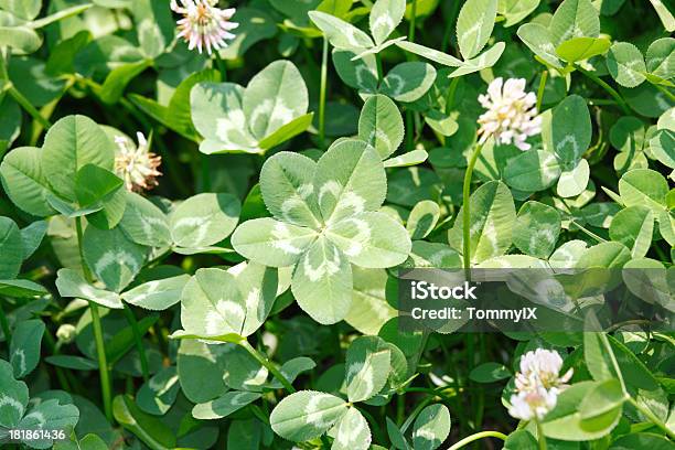 Fiveleaf Clover Stock Photo - Download Image Now - Clover, Five Objects, Four Leaf Clover