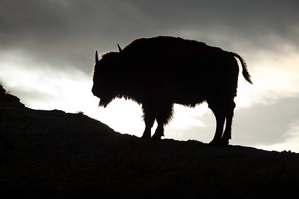 istock Silhouetted bison Theodore Roosevelt National Park North Dakota 181861455