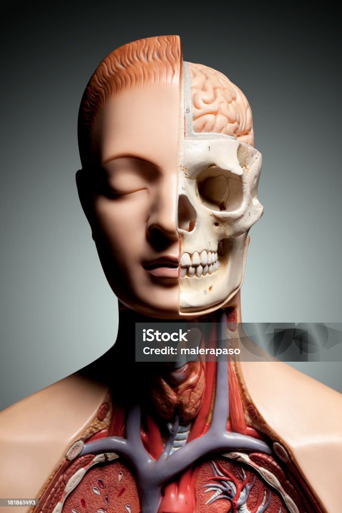 Menschliche Anatomie-Modell - Lizenzfrei Anatomie Stock-Foto