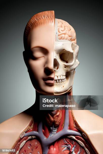 Modello Di Anatomia Umana - Fotografie stock e altre immagini di Anatomia umana - Anatomia umana, Modello dimostrativo, Cervello umano