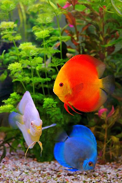 Discus (Symphysodon), multi-colored cichlids in the aquarium Discus (Symphysodon), multi-colored cichlids in the aquarium, the freshwater fish native to the Amazon River basin discus fish symphysodon stock pictures, royalty-free photos & images