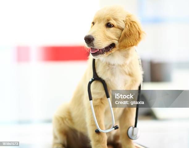 Photo libre de droit de Chiot Golden Retriever Au Vétérinaire De Bureau banque d'images et plus d'images libres de droit de Animaux de compagnie - Animaux de compagnie, Assis, Cabinet médical