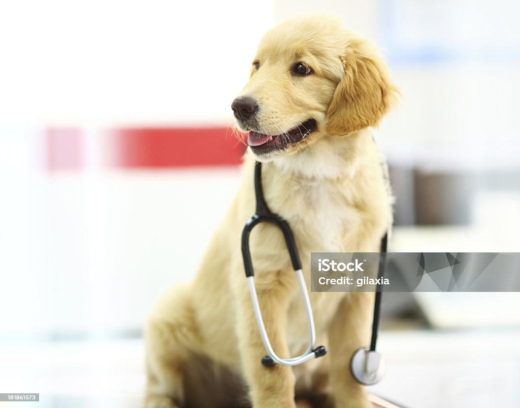 Cucciolo di Golden retriever veterinario dell'ufficio. - Foto stock royalty-free di Ambientazione interna