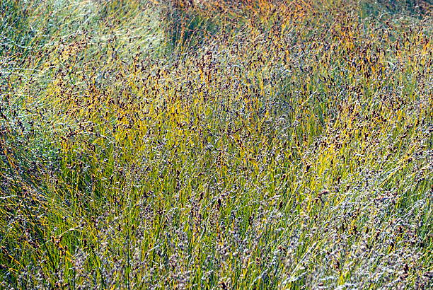 cabezales de hierba - long grass uncultivated plant stage plant condition fotografías e imágenes de stock
