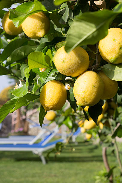 istock Lemons on Amalfi Coast, Italy 181861744