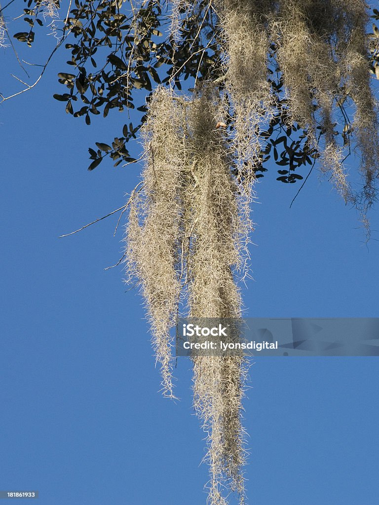 Musgo espanhol e um claro céu azul - Royalty-free Azul Foto de stock