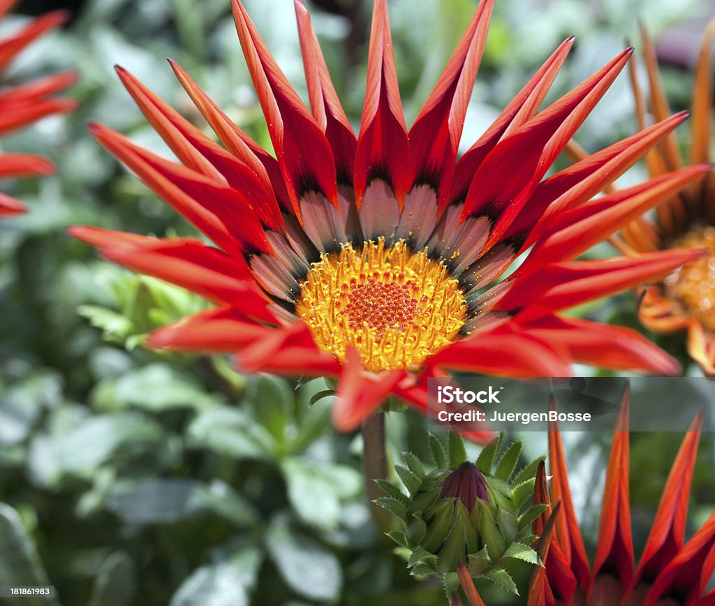 Compositae flowerhead - Lizenzfrei Baumblüte Stock-Foto